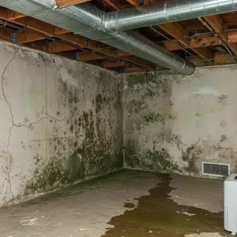 Professional Mold Removal in Belle, MO